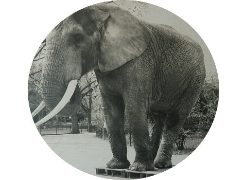 Achter onze bedrijfsgeschiedenis en logo zit een interessant verhaal.